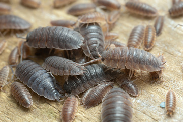 Many rough woodlouses, Porcellio scaber on wood photographed with high magnification