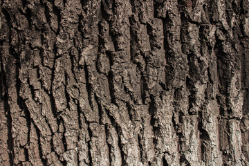 Old wood Texture