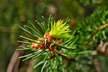 Naklejka na ściany i meble Detail of sprout of spruce