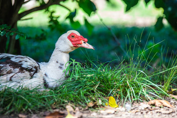 canard