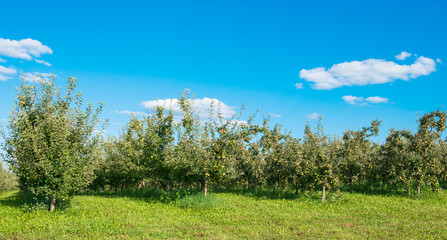apple garden on a sunny day