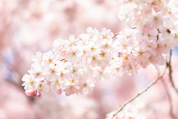 Cheery tree blossom