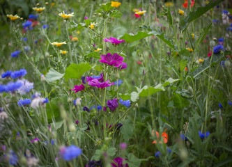 Eine Wilde Blumenwiese