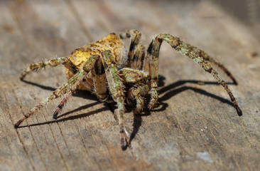 Insects in their natural habitat-forest,park,close-up.