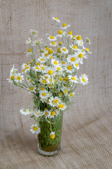 A bouquet of chamomiles in a glass vase on the background of burlap