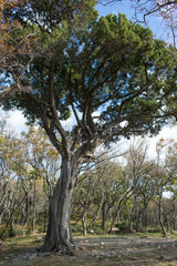 Small Utrish, Caucasus,  Russia