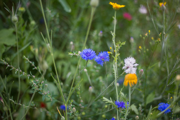 Eine Wilde Blumenwiese