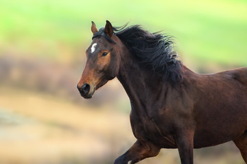 Horse with long mane close up portrait in motion