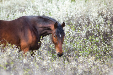 Fototapeta na wymiar Chestnut horse on spring blossom landscape
