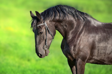 Obraz na płótnie Canvas Horse with long mane close up portrait in motion