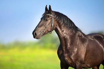 Fototapeta na wymiar Horse with long mane close up portrait in motion