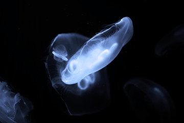 Blue jellyfish swim under water