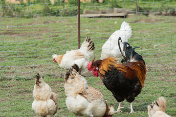 Chicken on the meadow