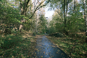Fototapeta na wymiar A road through misty woodland in gothenburg Sweden with golden light from sun