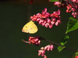 butterfly on flower