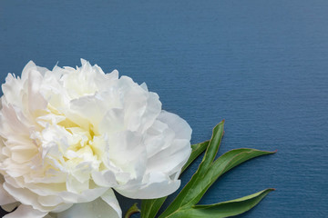 Terry fluffy flower of a white peony on a blue background. The place for an inscription