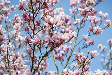 Nahaufnahme Magnolienbaum mit blauem Himmel