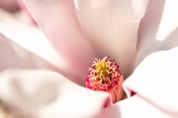 Macro of a saucer magnolia