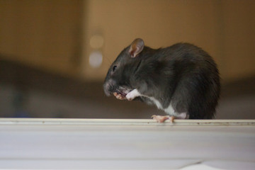 pest rat concept. rat gray eats. symbol of 2020. mouse