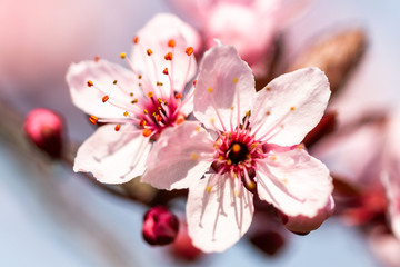 Detail of an almond