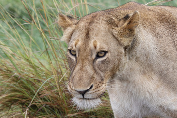 Fototapeta na wymiar Afrikanischer Löwe / African Lion / Panthera Leo.