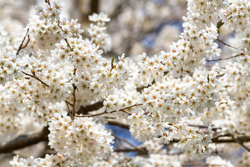 Fototapeta premium Detail of a Japanese cherry
