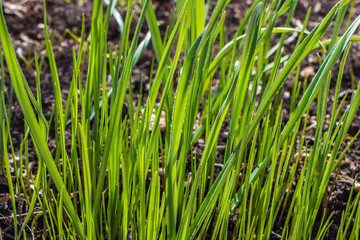 Wild Daffodils with beautiful green leaves with water rain drops before blooming in spring