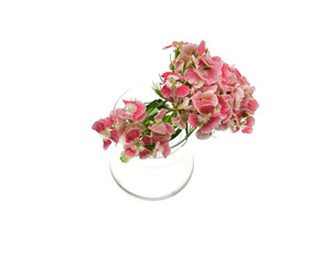 pink flowers  isolated on white background