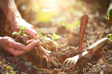 Small sprout for landing in the ground in hands