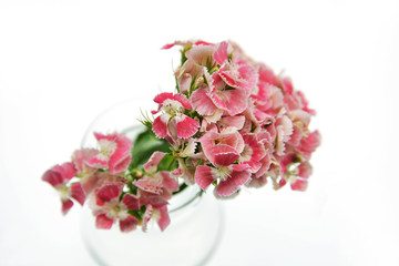 Obraz na płótnie Canvas pink flowers isolated on white background