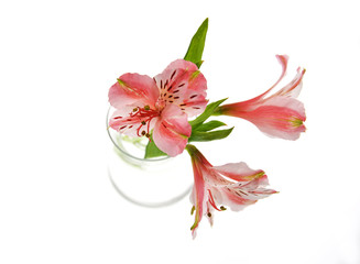 pink flowers  isolated on white background