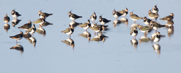 Northern Lapwing (Vanellus vanellus), flock on the water at Ryan's Field, Hayle Estuary RSPB, Cornwall, England, UK.