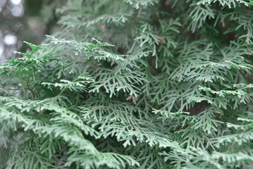 branches of evergreen trees