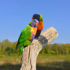 Couple de Loriquets Arc-en-ciel sur une branche