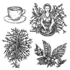 Coffee set. Picker, tree, branch with berries and cup of cappuccino. Sketch. Engraving style. Vector illustration. - obrazy, fototapety, plakaty