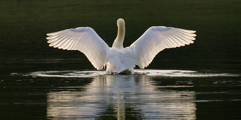 Swan spreading its wings