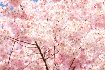 Detail of a Japanese cherry