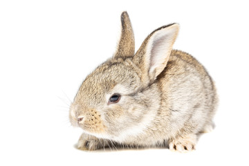 rabbit on white background