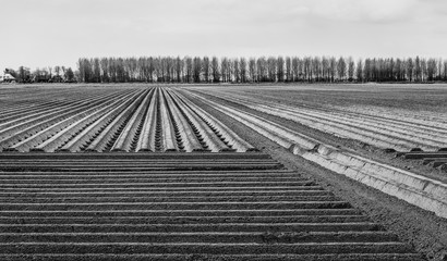 Landscape with potatoe ridges in black and white