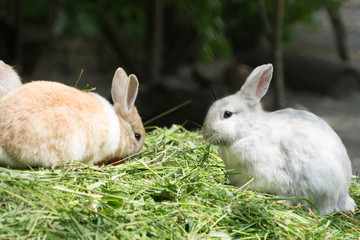 Zwei Zwerg-Kaninchen im Stroh