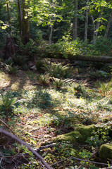 Fototapeta premium Nature in Stanley Park, Vancouver, British Columbia, Canada