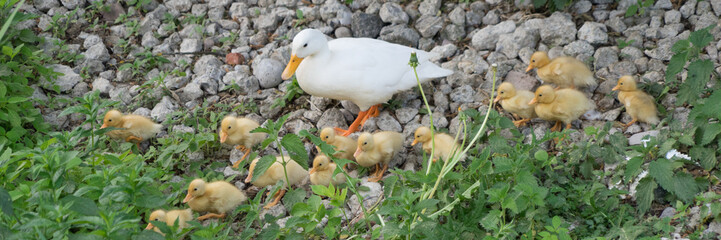 Pekingenten-Familie mit vielen Küken