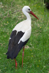 Weißstorch (Ciconia ciconia) im Grünen