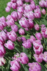 lilac blossoming tulips with water drops in the spring April garden. Turkey tulip festival. Gulhine park, Istanbul