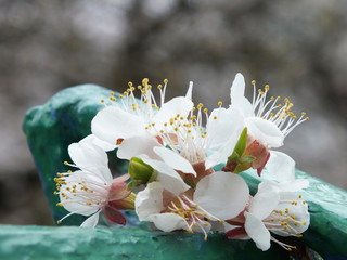 Flower from a tree 04