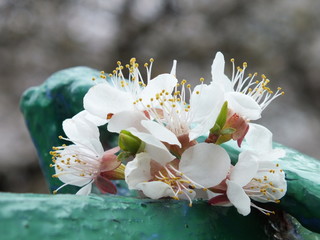 Flower from a tree 03