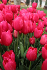 Fototapeta premium pink blossoming tulips with water drops in the spring April garden. Turkey tulip festival. Gulhine park, Istanbul