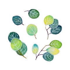 Watercolor eucalyptus leaves isolated on white background