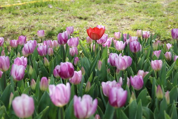 lilac blossoming tulips with water drops in the spring April garden. Turkey tulip festival. Gulhine park, Istanbul