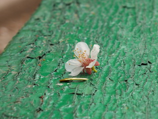 flos persicum 02 apricot